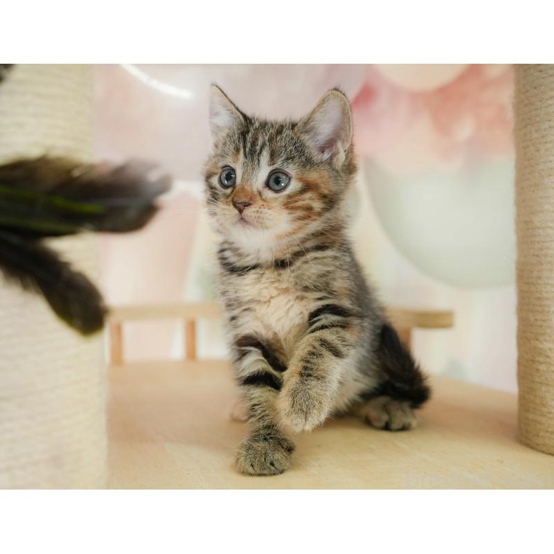 販売中の神奈川県のマンチカン-132549の8枚目