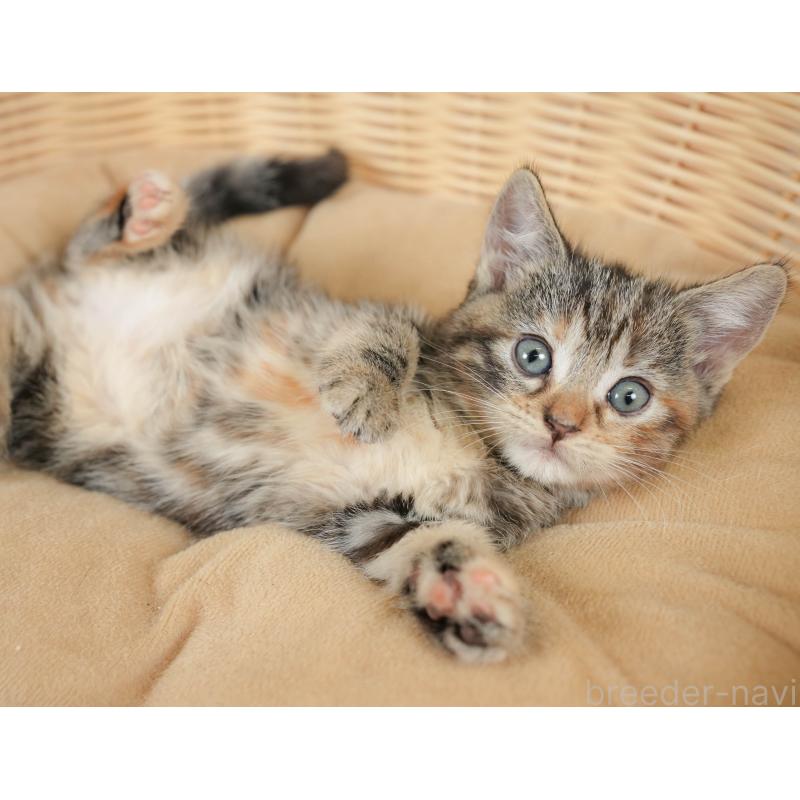 販売中の神奈川県のマンチカン-132549の7枚目