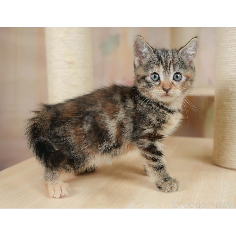 販売中の神奈川県のマンチカン-132549の6枚目