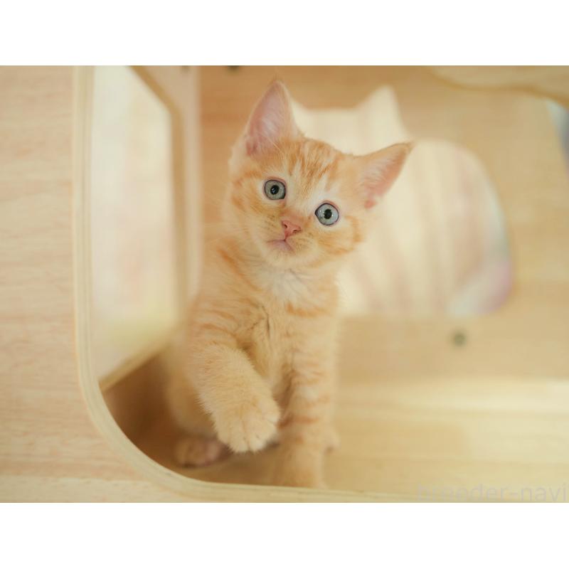 販売中の神奈川県のマンチカン-132552の12枚目