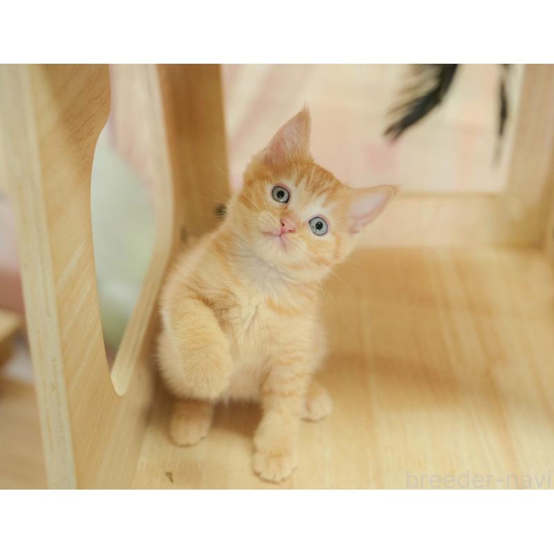 販売中の神奈川県のマンチカン-132552の11枚目