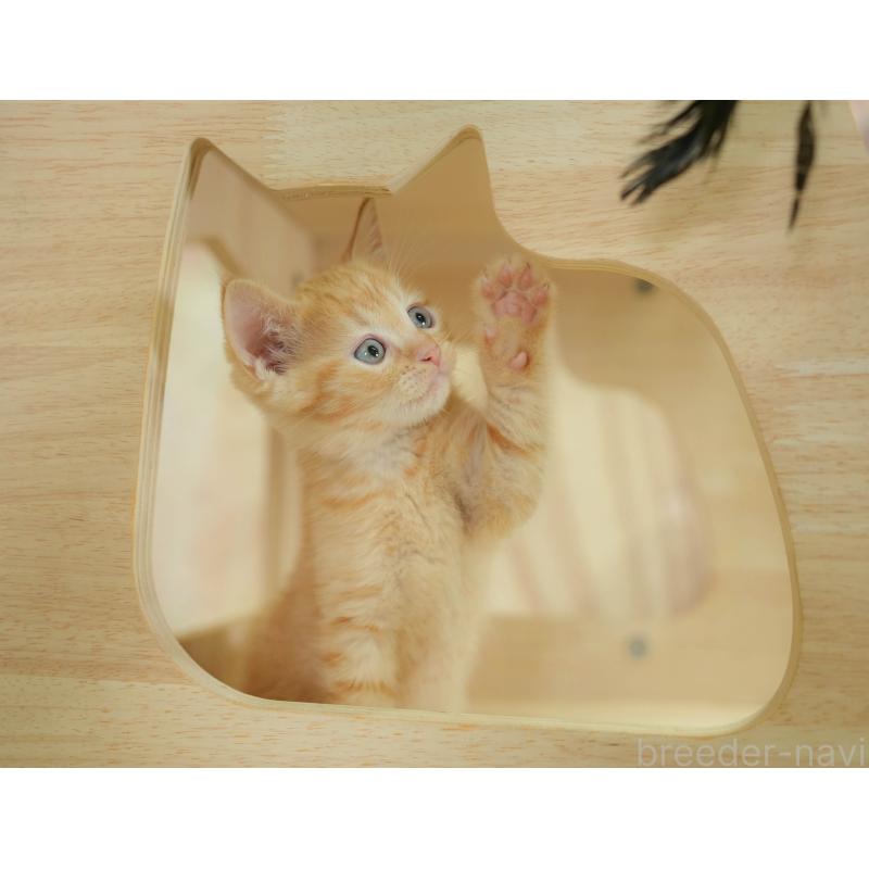 販売中の神奈川県のマンチカン-132552の10枚目