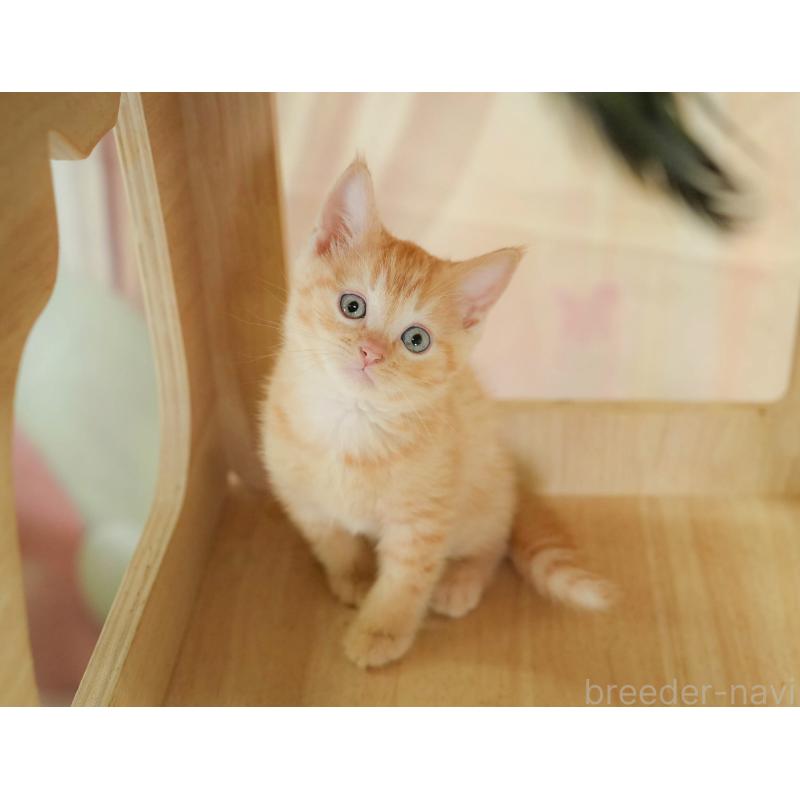 販売中の神奈川県のマンチカン-132552の8枚目