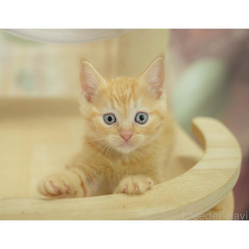 販売中の神奈川県のマンチカン-132552の7枚目