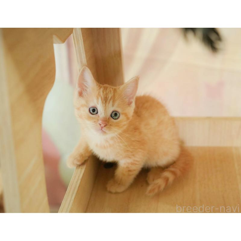 販売中の神奈川県のマンチカン-132552の6枚目