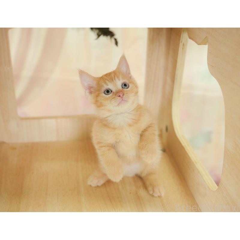 販売中の神奈川県のマンチカン-132552の5枚目