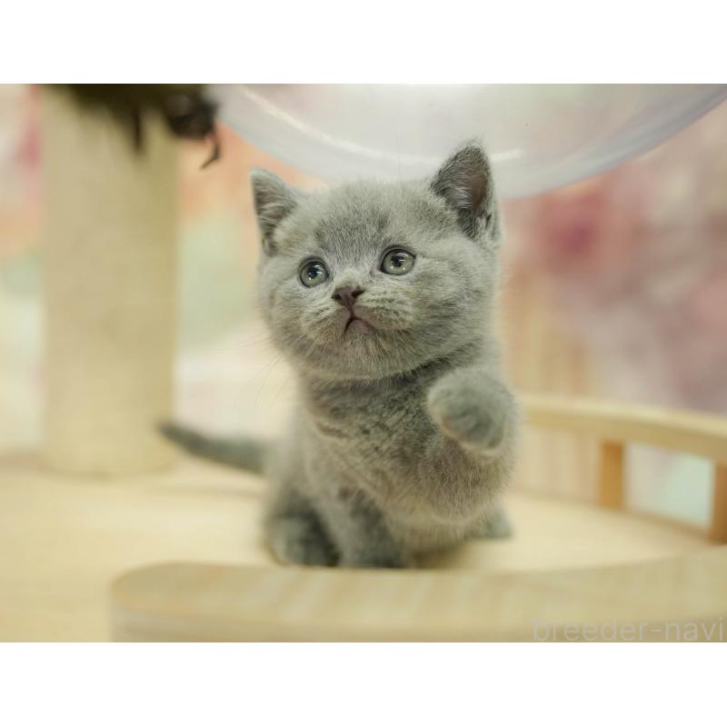 販売中の神奈川県のブリティッシュショートヘア-132553の10枚目