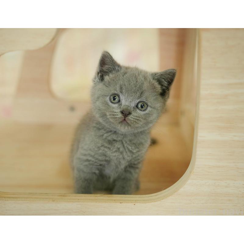 販売中の神奈川県のブリティッシュショートヘア-132553の9枚目