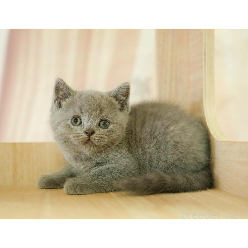 販売中の神奈川県のブリティッシュショートヘア-132553の7枚目