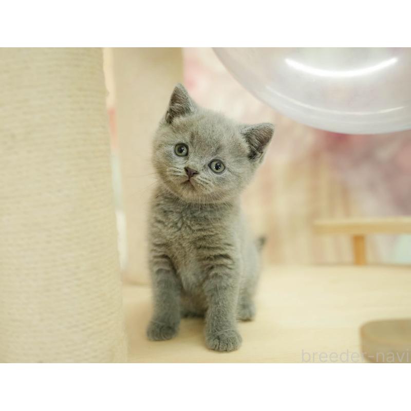 販売中の神奈川県のブリティッシュショートヘア-132553の6枚目