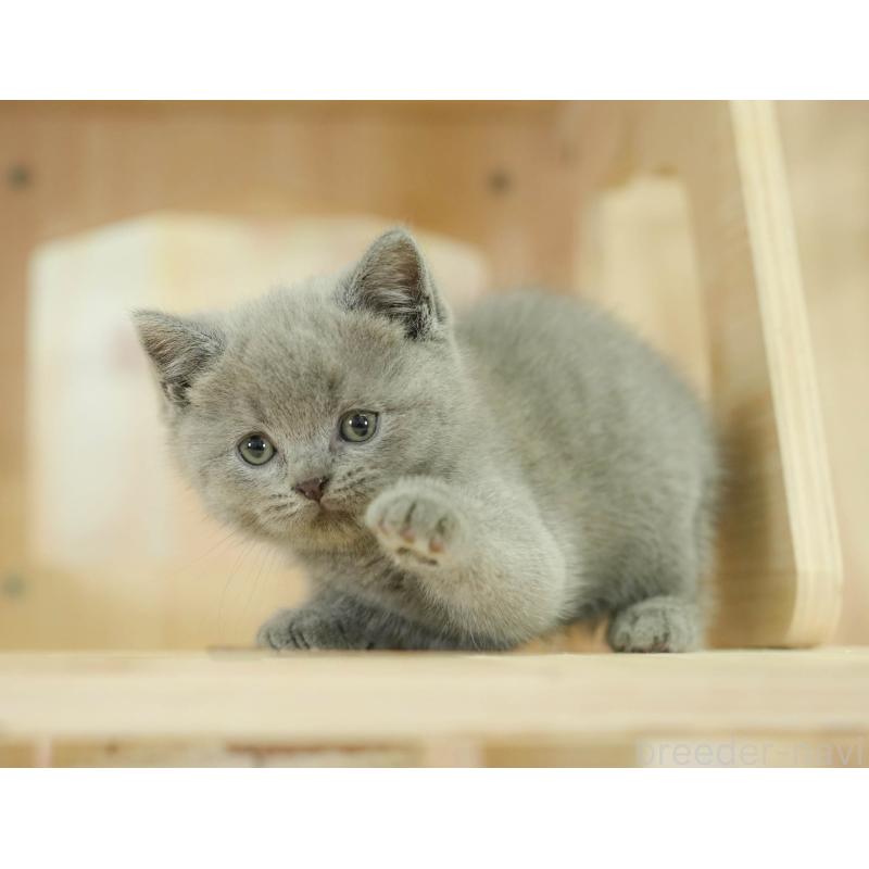 販売中の神奈川県のブリティッシュショートヘア-132553の5枚目