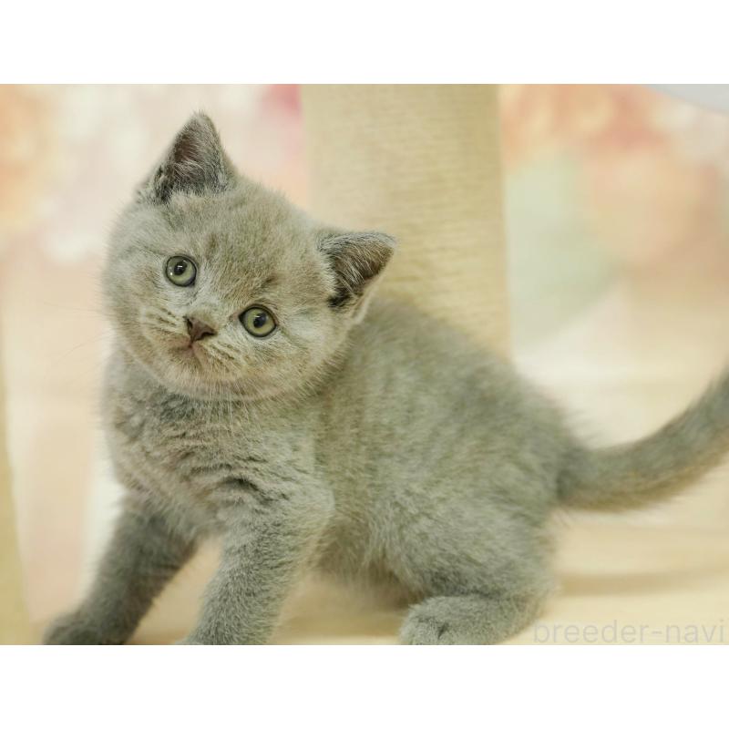 販売中の神奈川県のブリティッシュショートヘア-132553の4枚目