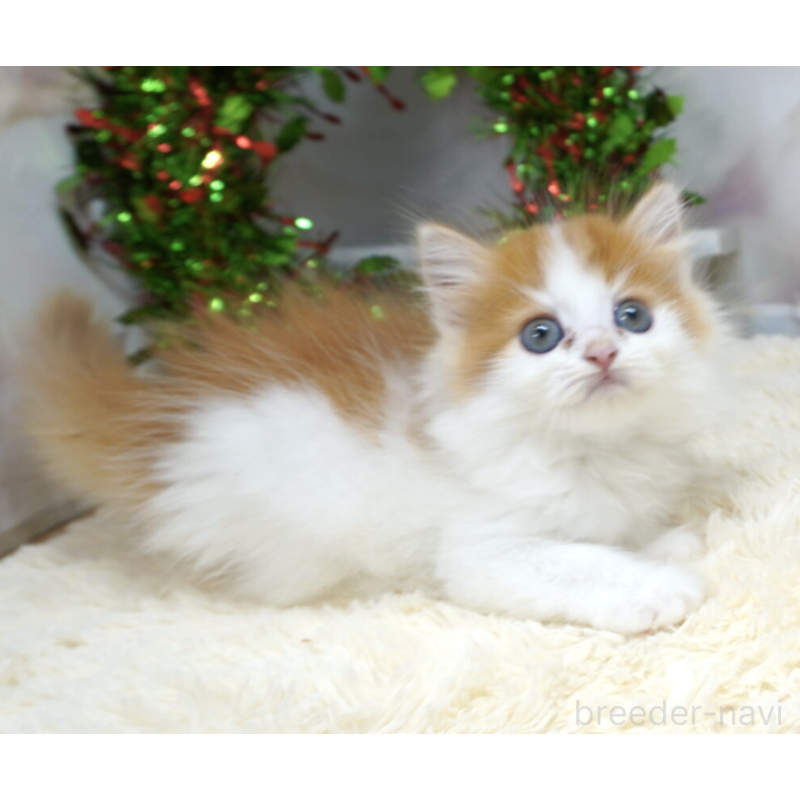 販売中の茨城県のスコティッシュフォールド-132521の4枚目