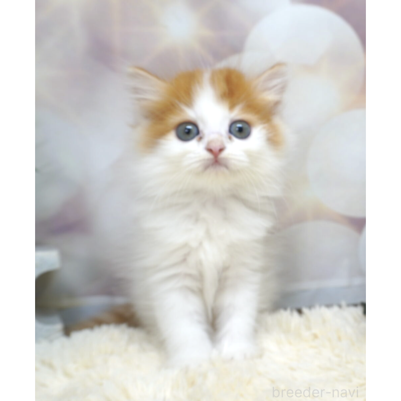 販売中の茨城県のスコティッシュフォールド-132521の3枚目