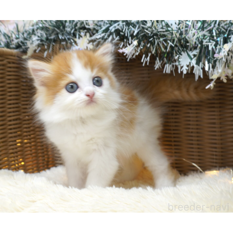 販売中の茨城県のスコティッシュフォールド-132521の2枚目