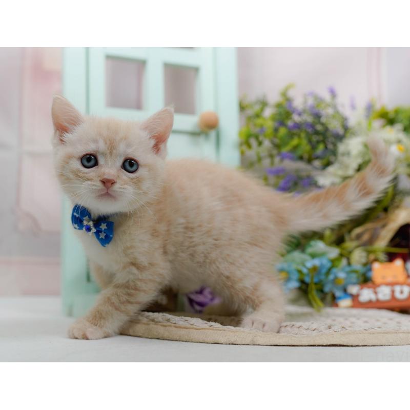 販売中の神奈川県のマンチカン-132555の13枚目