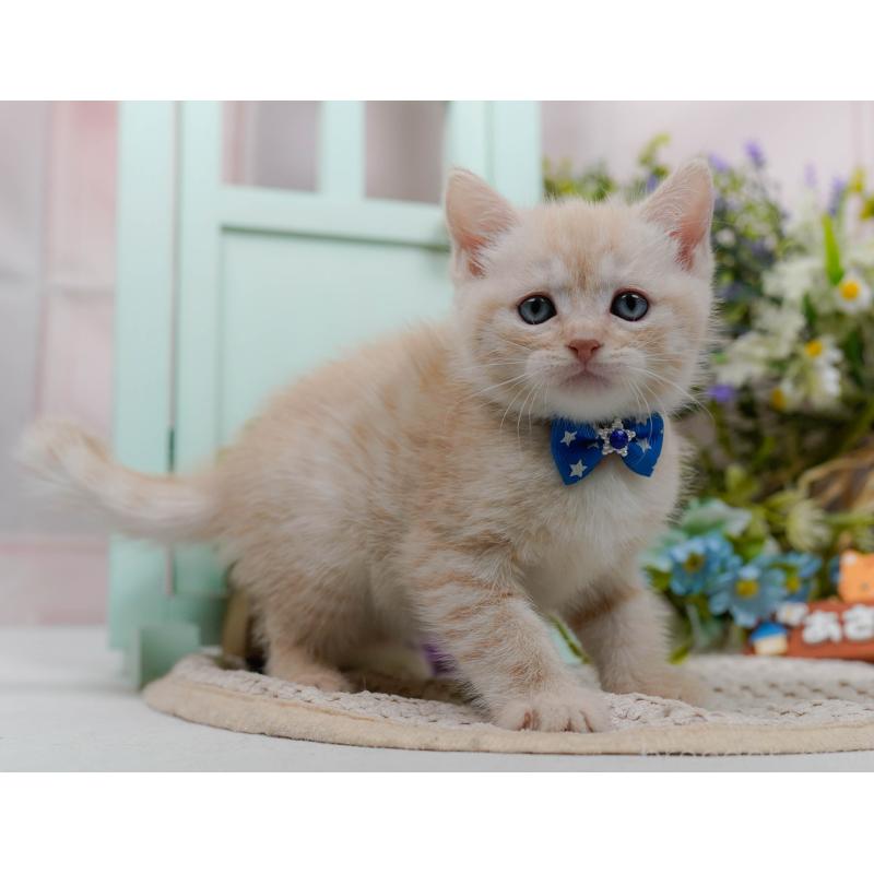 販売中の神奈川県のマンチカン-132555の12枚目