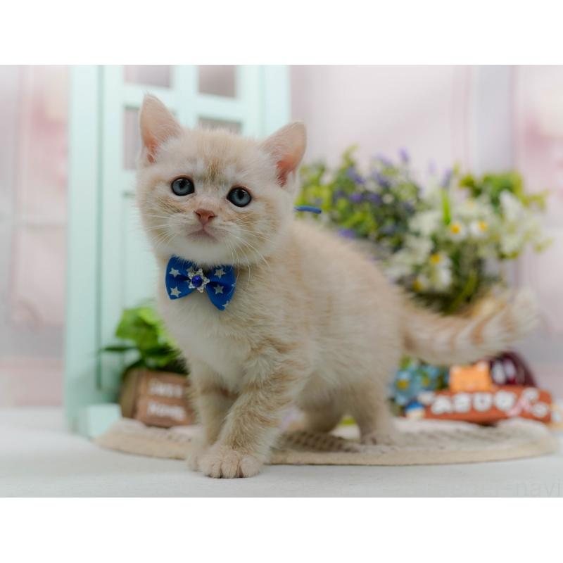 販売中の神奈川県のマンチカン-132555の11枚目