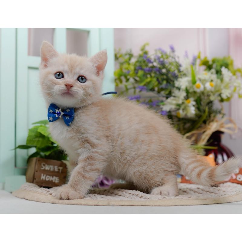 販売中の神奈川県のマンチカン-132555の10枚目