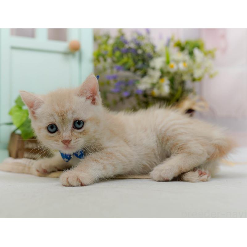 販売中の神奈川県のマンチカン-132555の7枚目