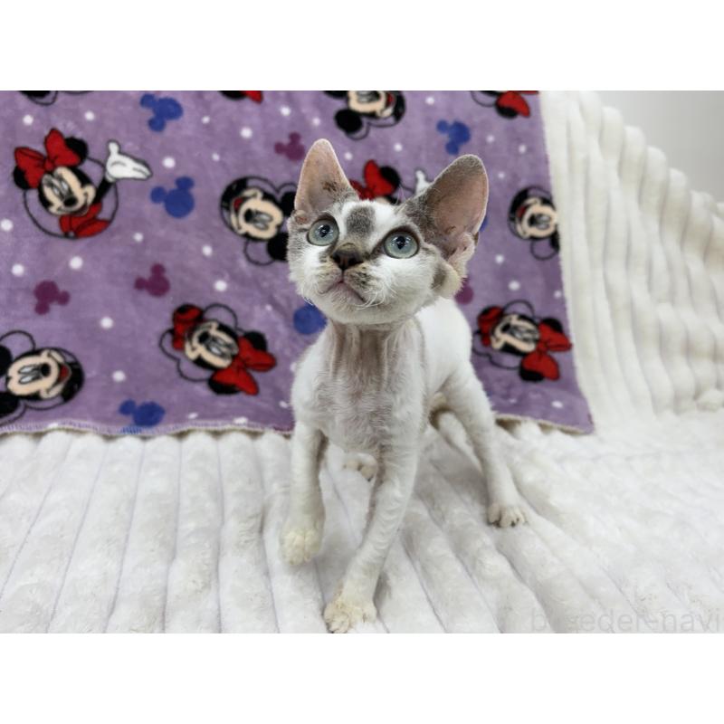 販売中の東京都のデボンレックス-127518の7枚目