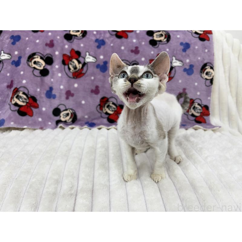 販売中の東京都のデボンレックス-127518の5枚目