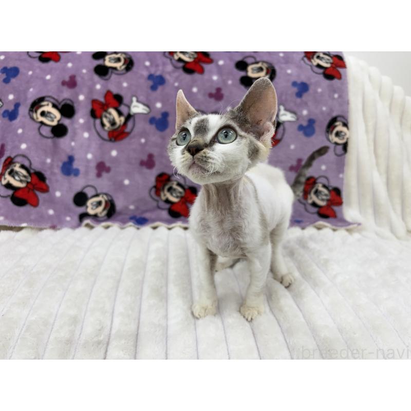 販売中の東京都のデボンレックス-127518の4枚目