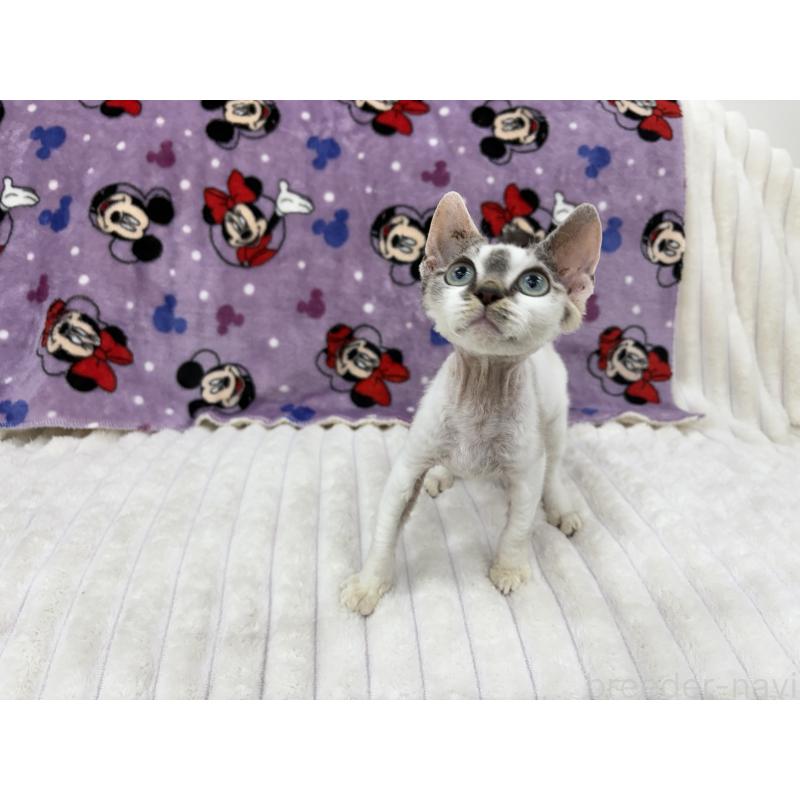 販売中の東京都のデボンレックス-127518の3枚目