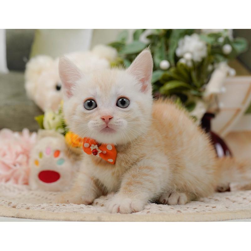 販売中の神奈川県のマンチカン-132556の12枚目