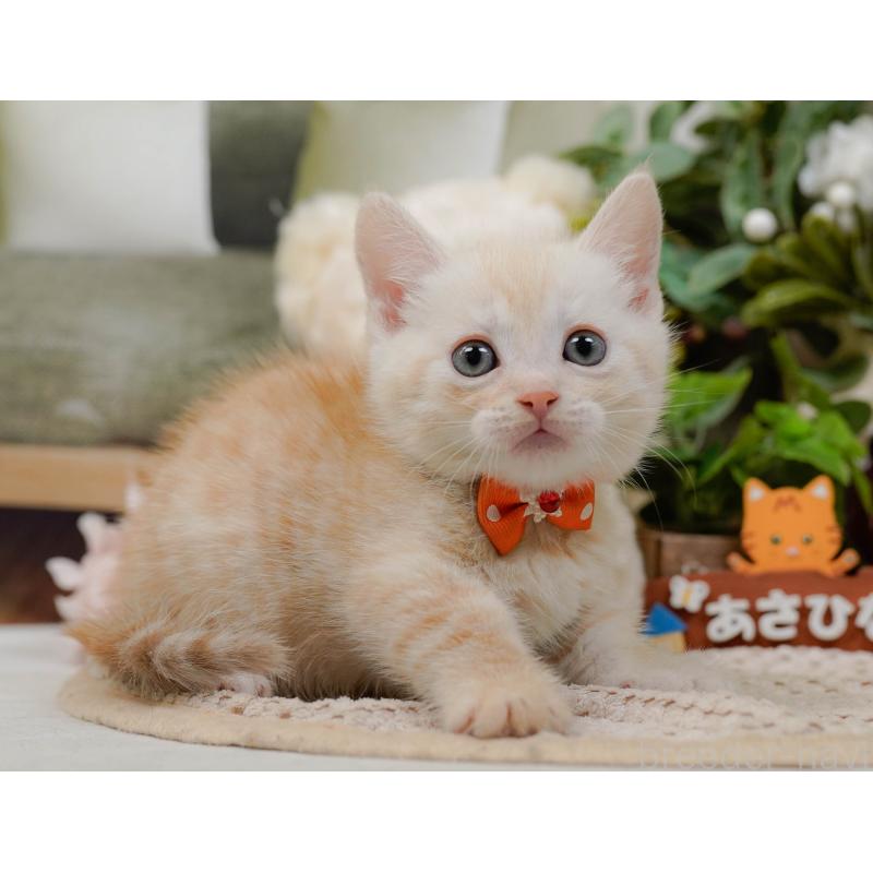 販売中の神奈川県のマンチカン-132556の11枚目