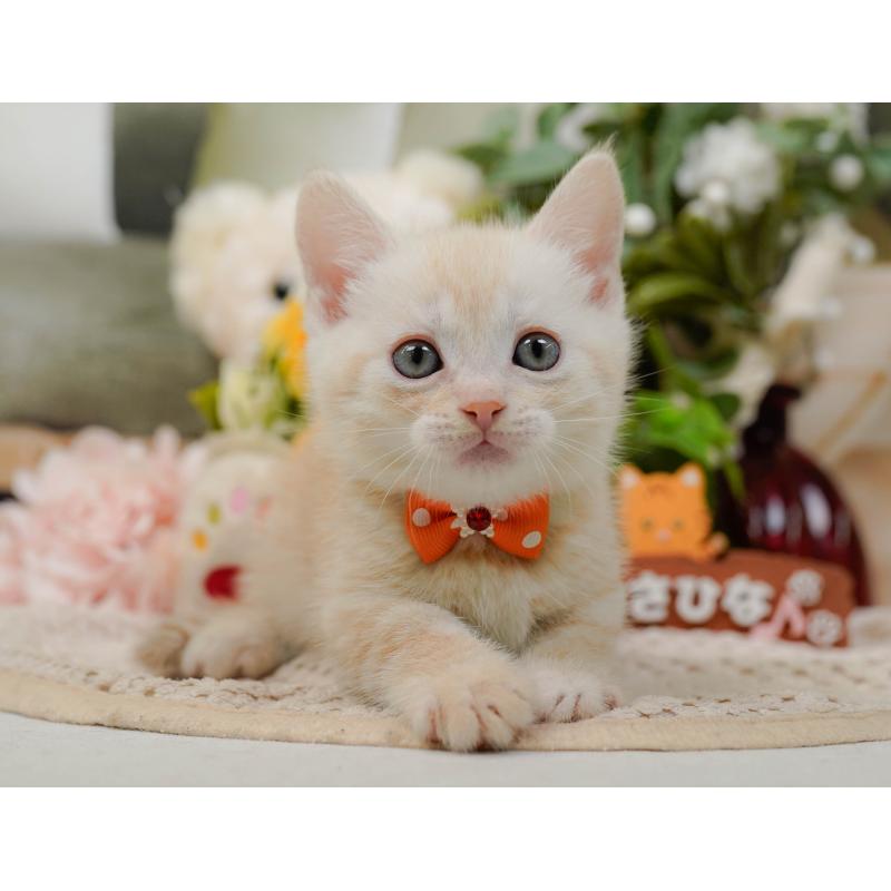 販売中の神奈川県のマンチカン-132556の8枚目