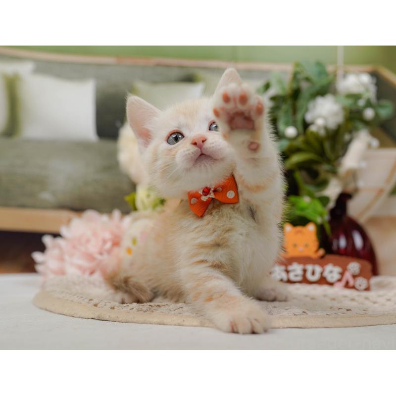 販売中の神奈川県のマンチカン-132556の7枚目