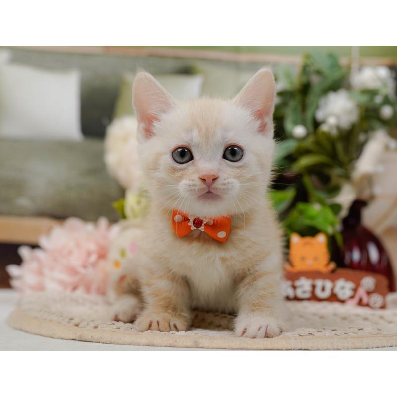 販売中の神奈川県のマンチカン-132556の6枚目