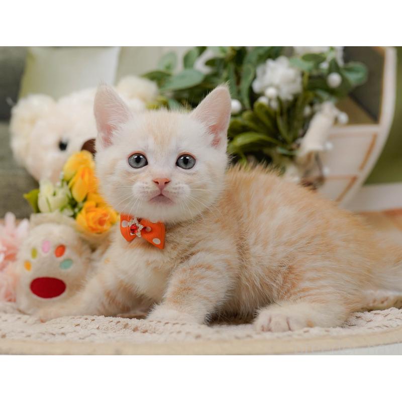 販売中の神奈川県のマンチカン-132556の5枚目