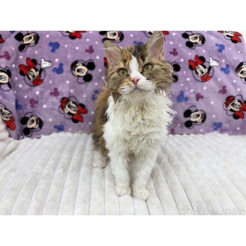 成約済の東京都のセルカークレックス-120710の4枚目