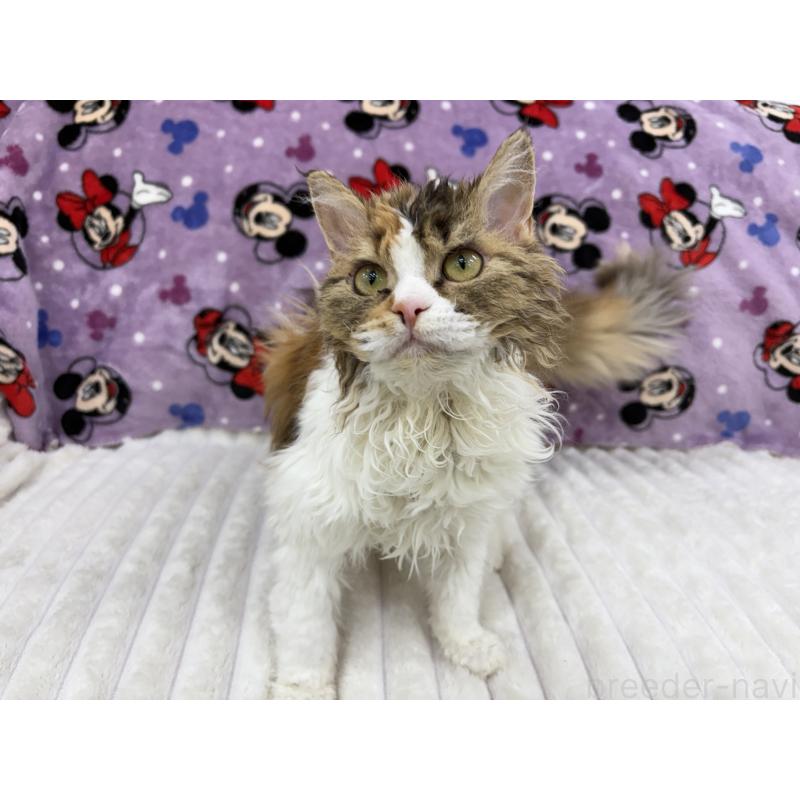 成約済の東京都のセルカークレックス-120710の3枚目