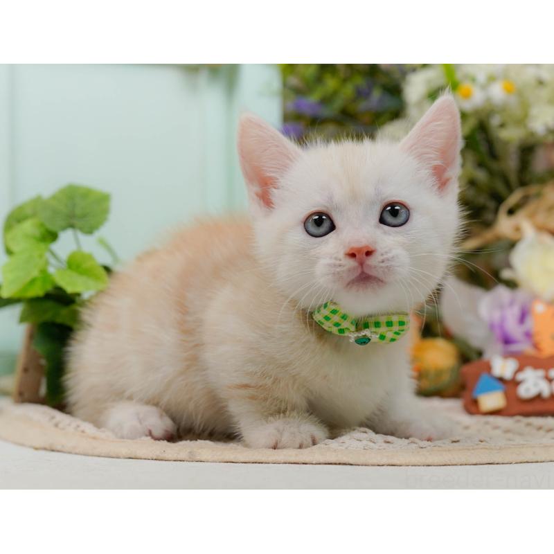 販売中の神奈川県のマンチカン-132557の11枚目