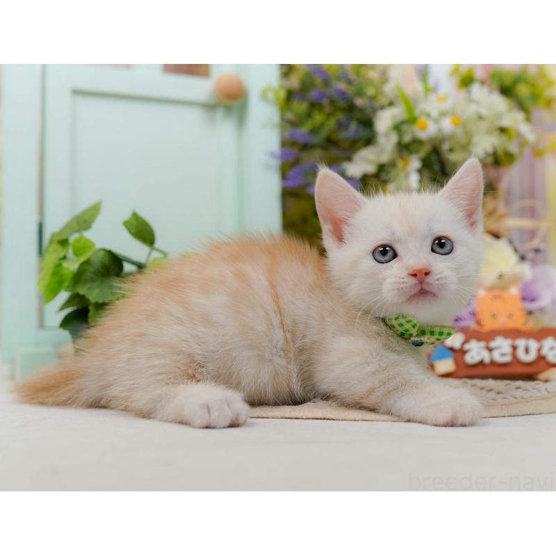 販売中の神奈川県のマンチカン-132557の10枚目