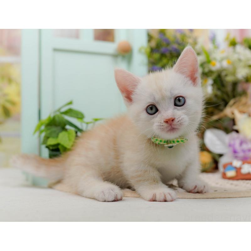 販売中の神奈川県のマンチカン-132557の6枚目