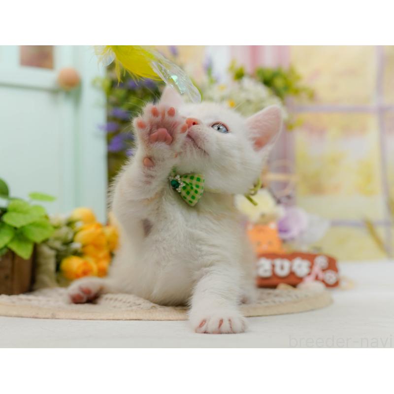 販売中の神奈川県のマンチカン-132557の5枚目