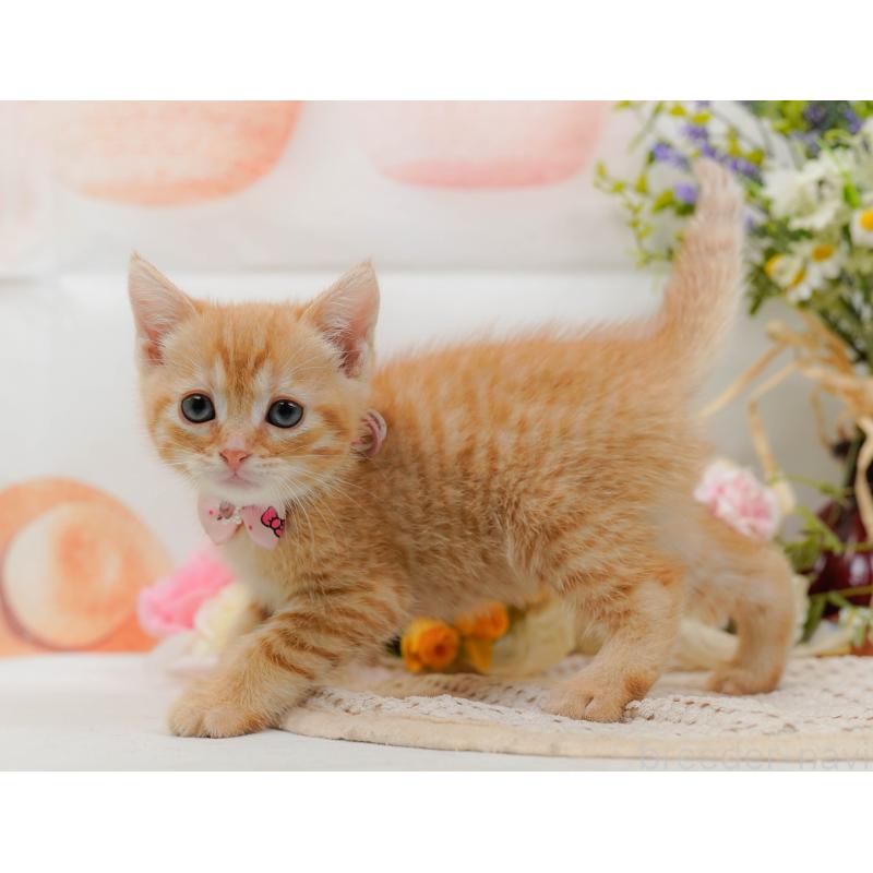 販売中の神奈川県のマンチカン-132559の12枚目