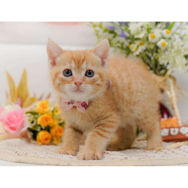 販売中の神奈川県のマンチカン-132559の11枚目