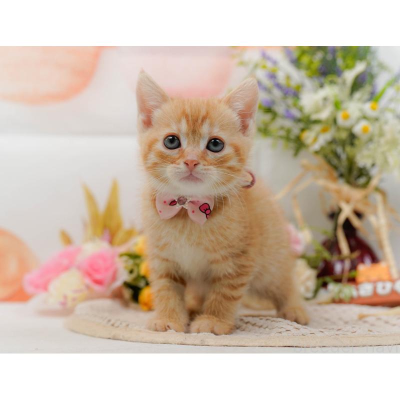 販売中の神奈川県のマンチカン-132559の10枚目