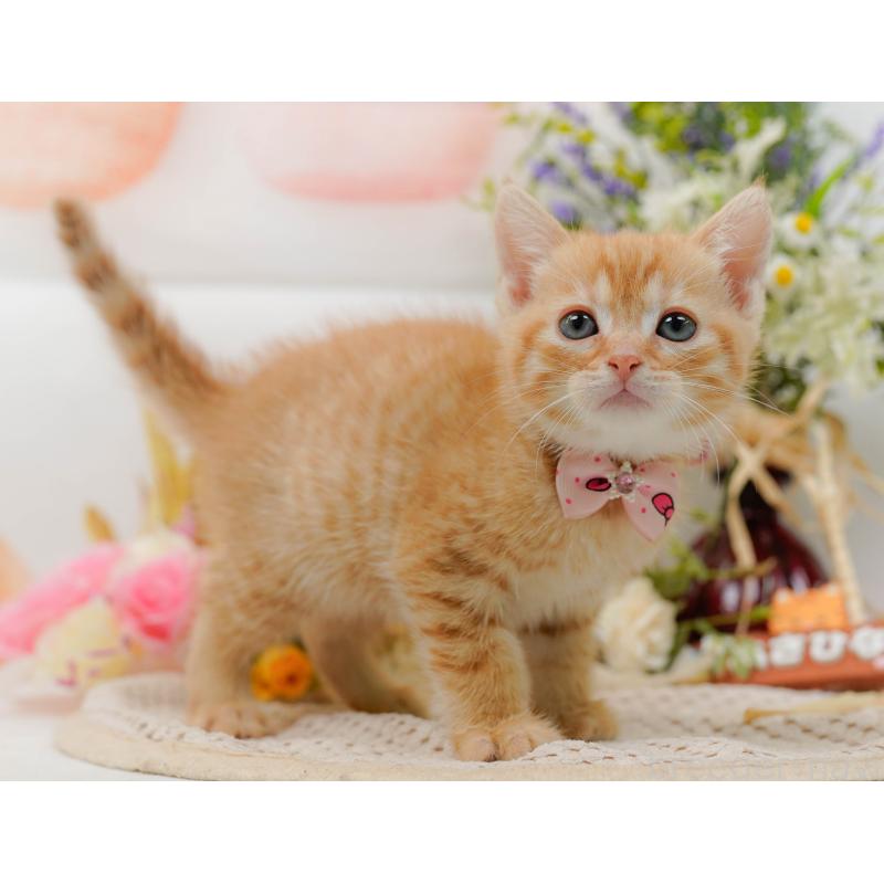 販売中の神奈川県のマンチカン-132559の9枚目