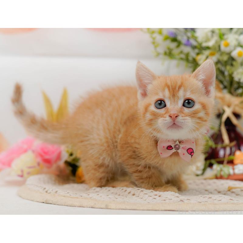 販売中の神奈川県のマンチカン-132559の8枚目