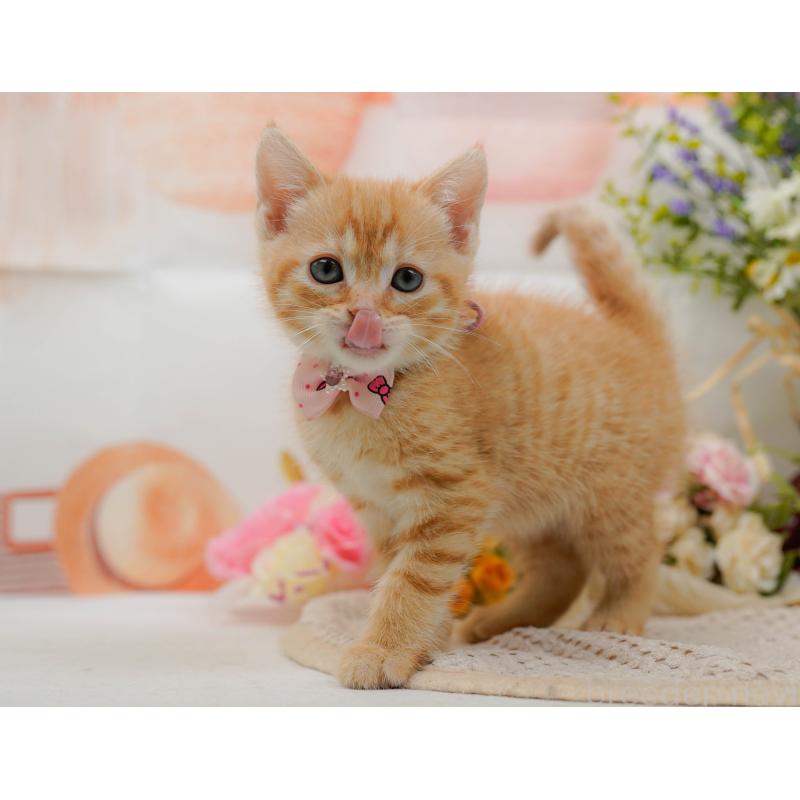 販売中の神奈川県のマンチカン-132559の7枚目