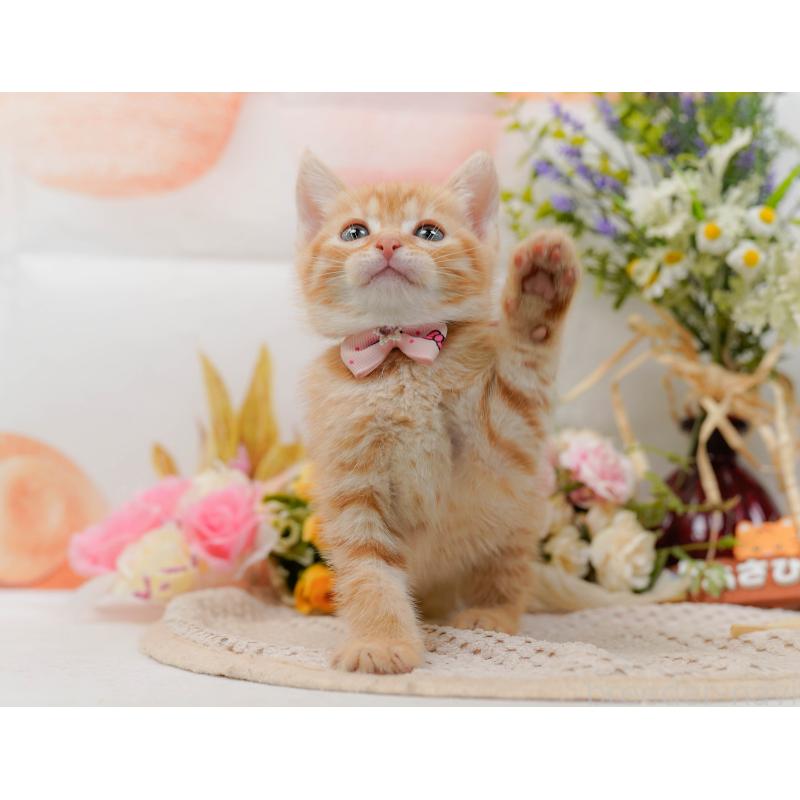 販売中の神奈川県のマンチカン-132559の5枚目