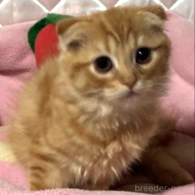 販売中の神奈川県のスコティッシュフォールド(折れ耳)-132525の1枚目