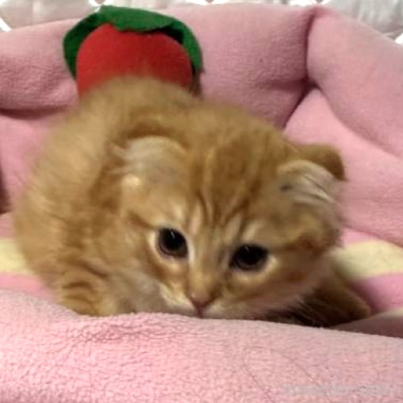 販売中の神奈川県のスコティッシュフォールド(折れ耳)-132525の4枚目