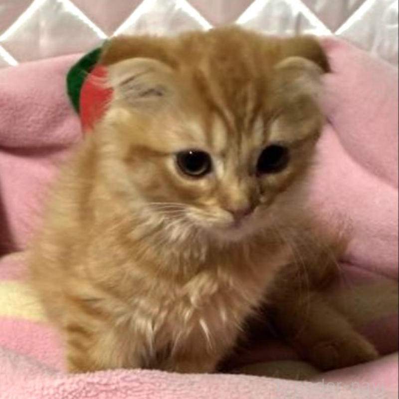 販売中の神奈川県のスコティッシュフォールド(折れ耳)-132525の3枚目